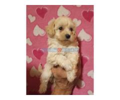 MALTIPOO   stenad