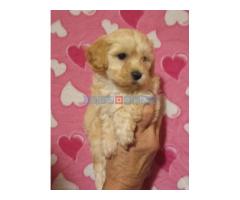 MALTIPOO   stenad