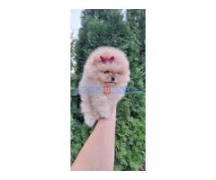 Pomeranac