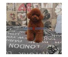 Najlepse bebe teddy bear toy pudle