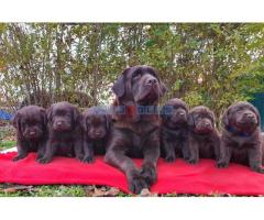 Labrador retriver čokoladni štenci