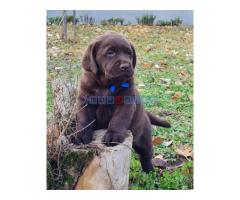 Labrador retriver čokoladni štenci - Fotografija 4/6