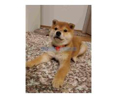 Shiba inu stenci povoljno