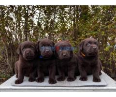 Labrador retriver čokoladni štenci na prodaju - Fotografija 6/6