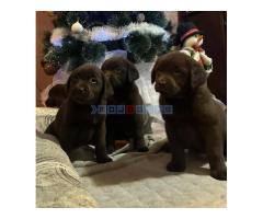 Čokoladni i crni štenci Labrador Retrievera