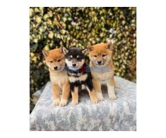 Shiba Inu stenci