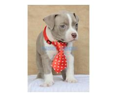 American bully pocket 