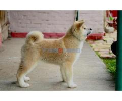 Akita Inu - Fotografija 5/6