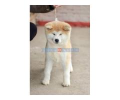 Akita Inu - Fotografija 6/6