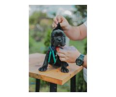 Cane Corso prelepi stenci na prodaju - Fotografija 3/6