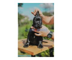 Cane Corso prelepi stenci na prodaju - Fotografija 4/6