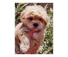 Preslatke bebice MALTIPOO