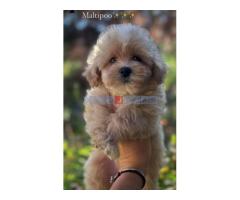 Maltipoo vrhunske genetike