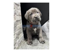 Cane Corso