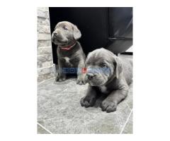 Cane Corso