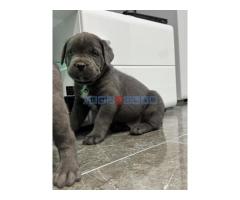 Cane Corso - Fotografija 5/5