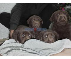 Cokoladni stenci Labrador retriver