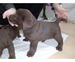 Cokoladni stenci Labrador retriver