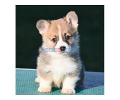 Velski korgi/Welsh Corgi Pembroke