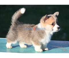 Velski korgi/Welsh Corgi Pembroke