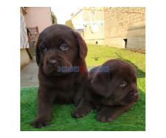 Štenci labrador retrivera - Fotografija 6/6