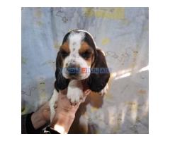 Basset Hound štenci! - Fotografija 2/6