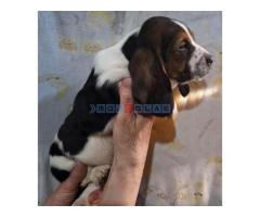 Basset Hound štenci! - Fotografija 5/6