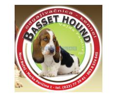 Basset Hound štenci! - Fotografija 6/6