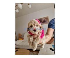 Preslatke bebice MALTIPOO