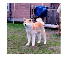 Akita Inu