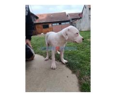 Dogo argentino štenci