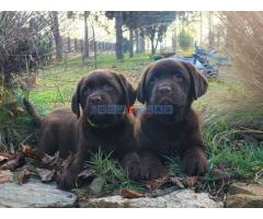 Labrador retriver čokoladni štenci