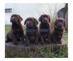 Labrador retriver čokoladni štenci - Fotografija 3/6