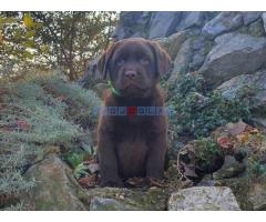 Labrador retriver čokoladni štenci - Fotografija 4/6