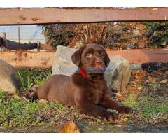 Labrador retriver čokoladni štenci - Fotografija 5/6