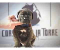 Cane Corso štenci - Fotografija 3/6