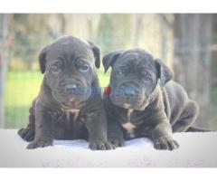 Cane Corso štenci - Fotografija 4/6