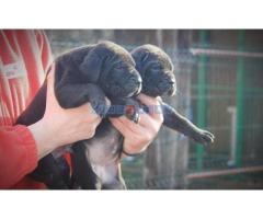 Cane Corso štenci - Fotografija 5/6