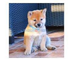 Shiba inu štenci - Fotografija 5/5