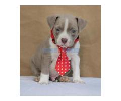 American bully pocket 