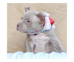 American bully pocket  - Fotografija 4/6