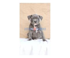 American bully pocket  - Fotografija 6/6