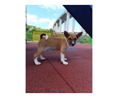 Basenji stenci