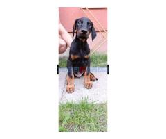 Štenci dobermana - Fotografija 4/5