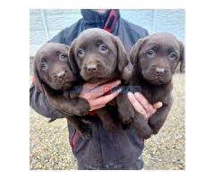 Čokoladni štenci Labrador retriver