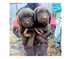 Čokoladni štenci Labrador retriver