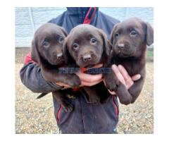 Čokoladni štenci Labrador retriver - Fotografija 3/4