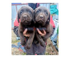 Čokoladni štenci Labrador retriver - Fotografija 4/4