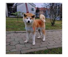 Japanska Akita štenci - Fotografija 4/6