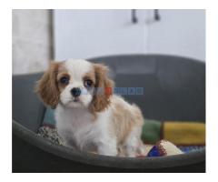 Cavalier king Charles spaniel štene